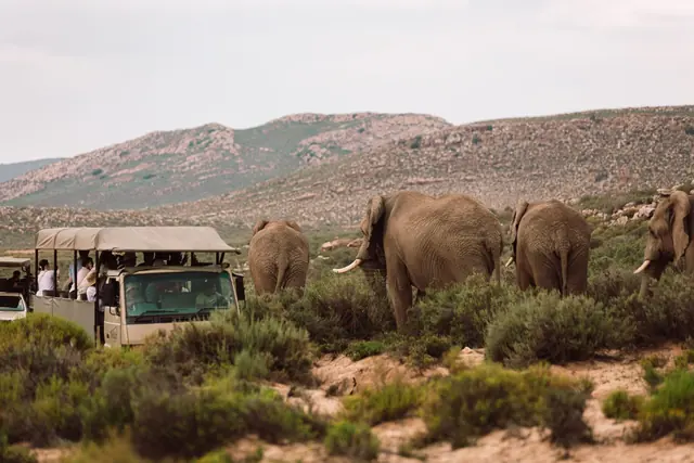 Elephants beside a safari vehicle at Aquila