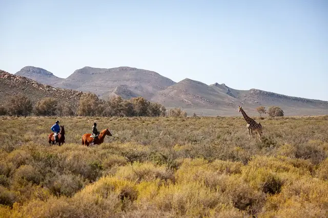Two riders on horseback watching a giraffe at Aquila