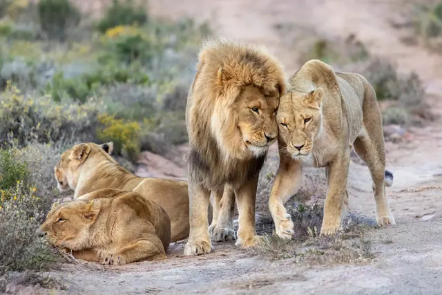 A pride of lions on a track at Aquila